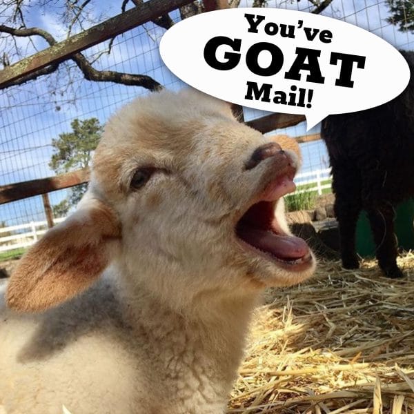 You've Goat Mail! customized video message