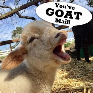 You've Goat Mail! customized video message