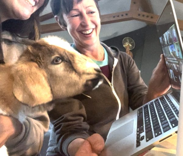 Invite A Goat To Your Video Meeting!