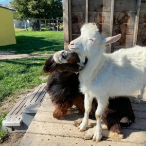 Do Goats Fall In Love?