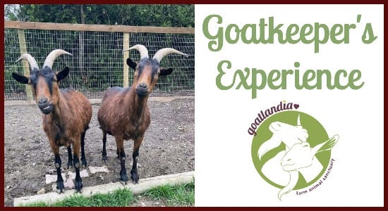 Goatlandia's Goatkeeper's Experience