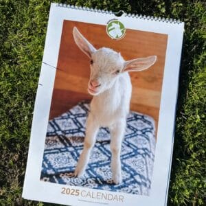 Donate $50 and Receive a Limited-Edition 2025  Goatlandia Calendar